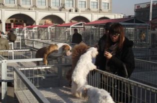 北京大型的宠物市场都在哪儿 