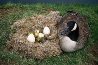 请问一下一只鹅一年能下多少蛋 