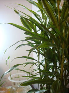 冬天怎么养富贵竹子,冬季富贵竹养护指南：打造翠绿生命的摇篮