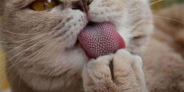 那些动物的舌头有什么作用,哪些动物的舌头有什么特殊的作用