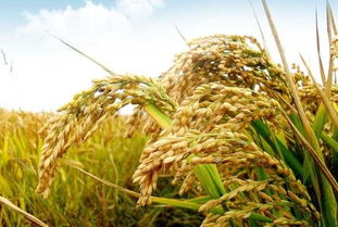 2000多年前中国人给水稻取的名字居然被日本学者 搅 了,最近一项科研成果的发布,终于为中国扳回一局 