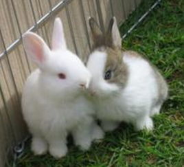 冬天兔子怎么养 保持兔舍的卫生和干燥