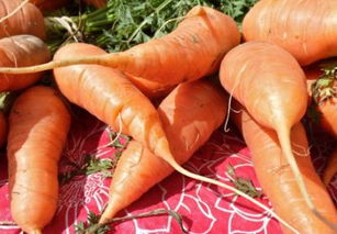胡萝卜一般什么时间种植 方法要点有哪些
