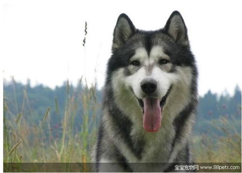 巨型阿拉斯加雪橇犬价格
