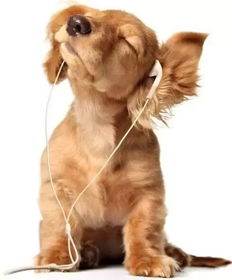 音乐对狗狗有什么影响,原来狗狗喜欢听这些音乐 
