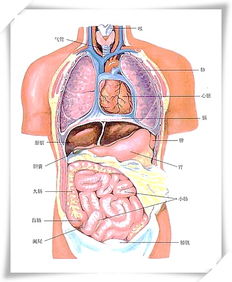 胃在人体的具体哪个位置 有图可以参考吗 