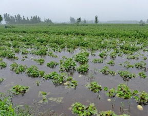 梦见被雨水淹没的田地