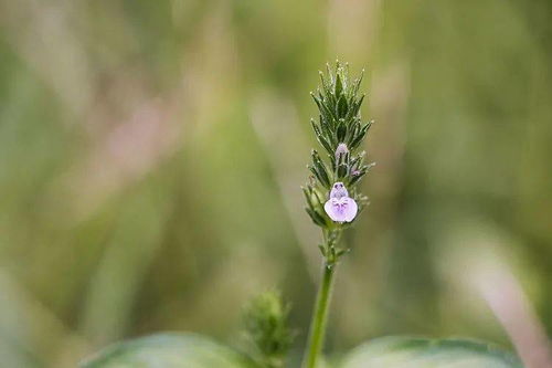 号称是100种最美的野花,你认识几个