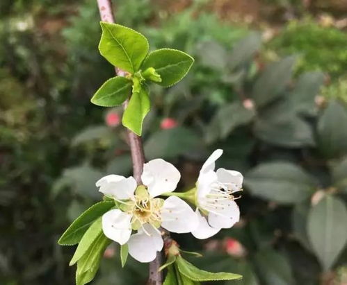 韩愈李花赠张十一署