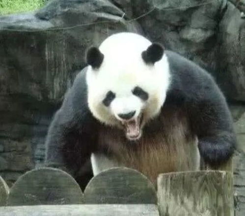 为什么熊猫咬人后要默默的绝食, 内疚吗 饲养员说出了实情