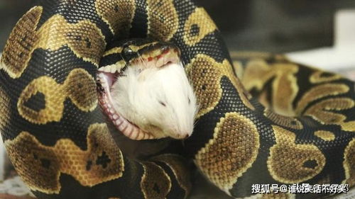蟒蛇用餐从不喜欢细嚼慢咽,狼吞虎咽才能享受简单粗暴的快感