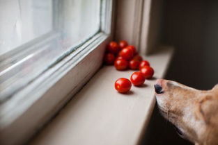 狗狗可以吃西红柿和黄瓜吗 