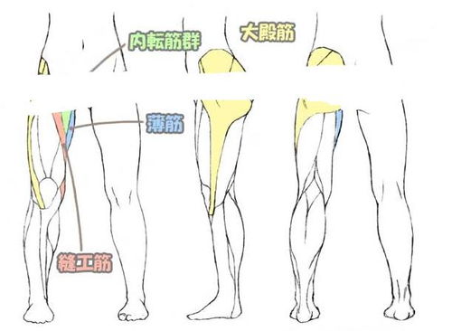 大腿间距怎么弄好看点 女的两腿距离宽什么原因