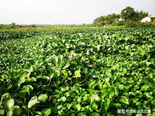 冬天水葫芦怎么养,冬天水葫芦的养