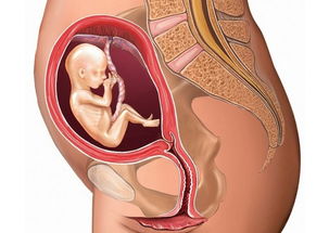 五个月的胎儿图，怀孕五个月宝宝在肚子里的姿势图片