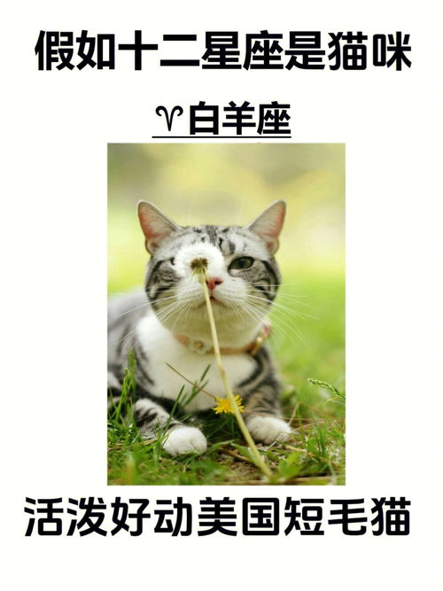 星座分享 假如十二星座是猫咪 