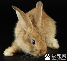 幼兔为什么不能吃提摩西草 兔子为什么宁愿饿死不吃提草