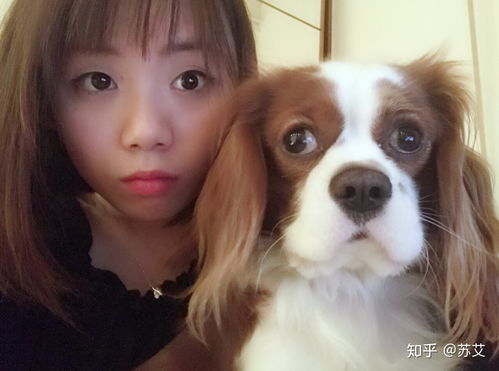 养骑士查理王小猎犬是什么体验 