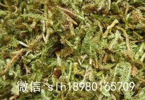 我想问问伸筋草是什么样的 求图片,还有伸筋草在中草药中的书名叫什么 