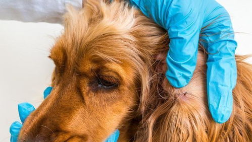 为什么狗狗总是掉毛 其实这5个原因造成的,宠主要对症下药