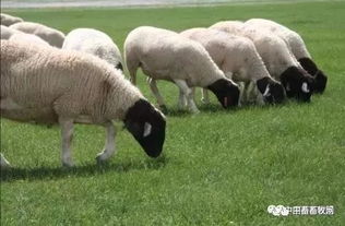 养羊户如何防范小反刍兽疫 
