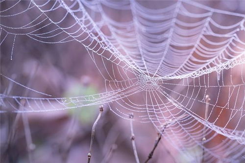 梦见蜘蛛和蜘蛛网是什么意思梦到蜘蛛和蜘蛛网好不好(梦到都是蜘蛛网和蜘蛛)