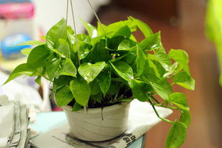 绿萝剪下来的怎么栽,绿萝是一种常见的室内植物，具有强大的空气净化能力和观赏价值