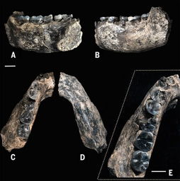 埃塞俄比亚发现280万年前人类颚骨化石 人类起源或推早40万年