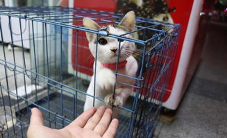 养猫买笼子,完全是自取其辱,因为猫真的是水做的