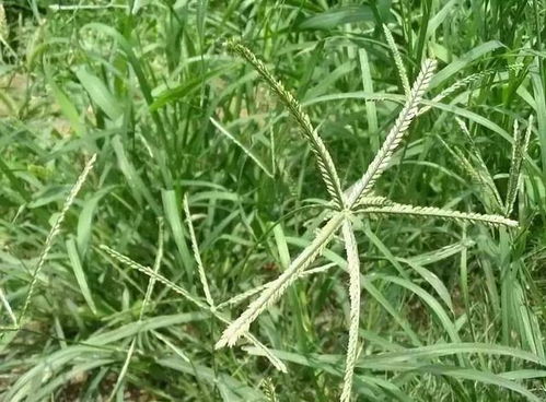 这种野草生命力顽强,长在地里难拔起来,农民不喜欢,其实作用多