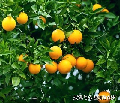 柑橘果子开裂是什么原因,柑橘果子
