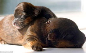 英国37克重小狗成世界最小狗 iPhone手机可当床 爱宠趣图 
