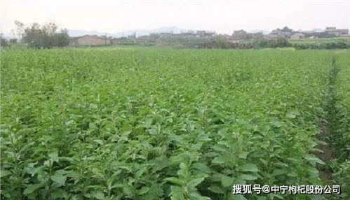枸杞菜种植 枸杞菜怎么种,台湾枸杞菜的种植方法