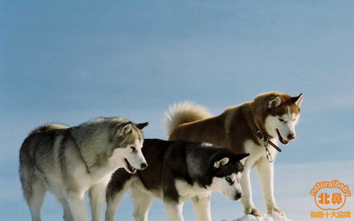 分享,阿拉斯加 雪橇犬的犬种介绍