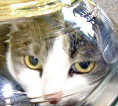 日本制作变态 盆景猫 引发网友强烈谴责 