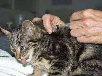猫瘟疫苗什么时候打 