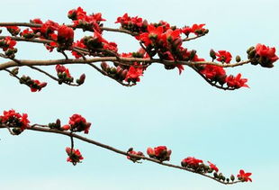 关于木棉花的诗句初春