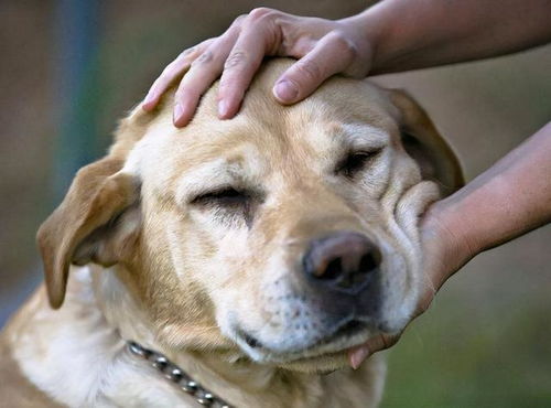 马尔泰犬有泪痕怎么处理(马尔泰犬有泪痕怎么处理干净)