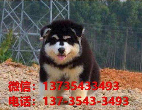 泉州宠物狗狗犬舍出售纯种阿拉斯加犬幼犬卖狗买狗地方在哪里有狗市场网站