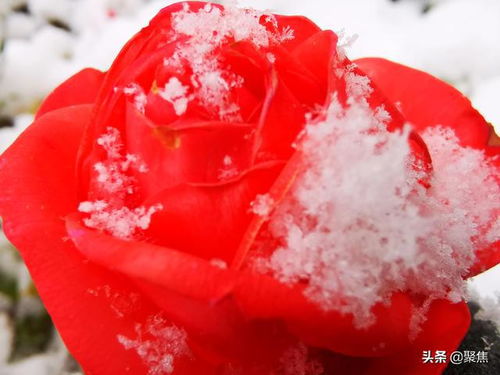 大雪造就奇景 雪中玫瑰之二