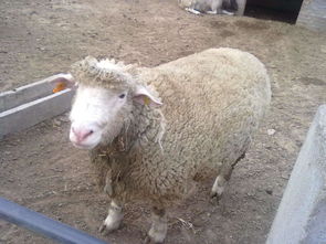 颗粒饲料养羊如何搭配 值得养羊户收藏 