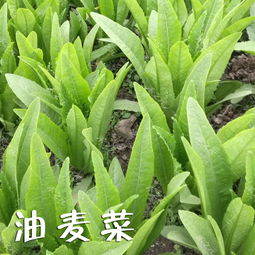 油麦菜种子（油麦菜种子：生长与利用的全面探讨）