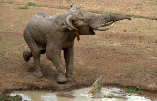 大象河边喝水,鳄鱼趁机咬住象鼻不松口,下一秒后悔都来不及