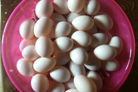 鸽子蛋的营养(鸽子蛋的营养价值及功效)