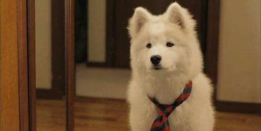 不能错过的五部日本宠物狗狗电影,看完哭成狗