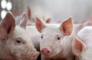 年内将现 天价猪肉 相关部门调研仅12 养户打算补栏 产能降幅将达历史最大值