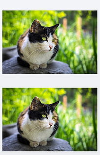 一只猫图片素材 一只猫图片素材下载 一只猫背景素材 一只猫模板下载 我图网 