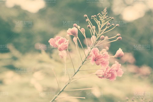 花种子图片, 花种子的魔力：绽放绝美花朵的秘密