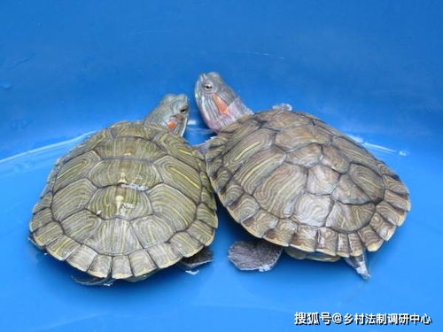 华亭镇观赏龟养殖户一年收入400万元