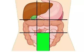 人腹部器官图分布图